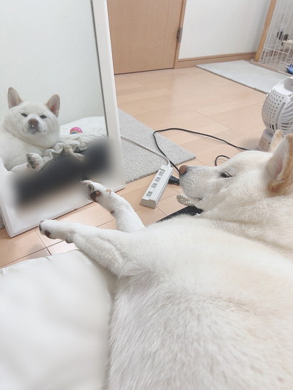 鏡越しに見る犬