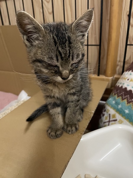 保護猫
