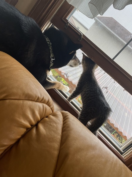 柴犬と保護子猫