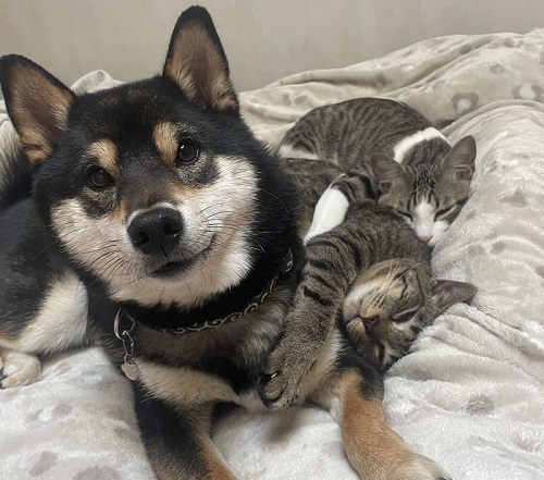 やかんと猫