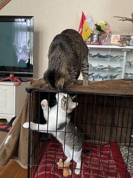 先住猫と保護子猫