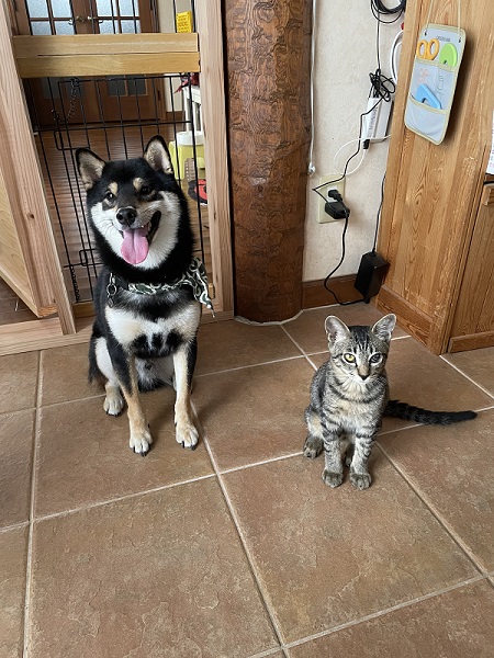 柴犬と猫