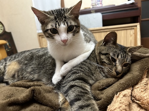 重なる猫