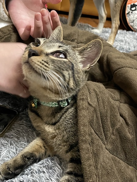 見上げる保護猫