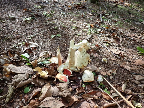 毒キノコアフター