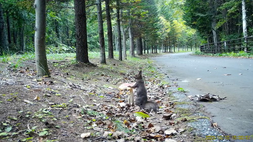 姿勢のいいリス