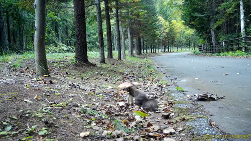 かさのしたも食べる
