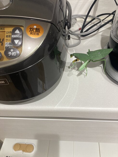 キッチンにカマキリおもちゃ01