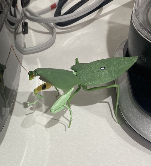 キッチンにカマキリおもちゃ02