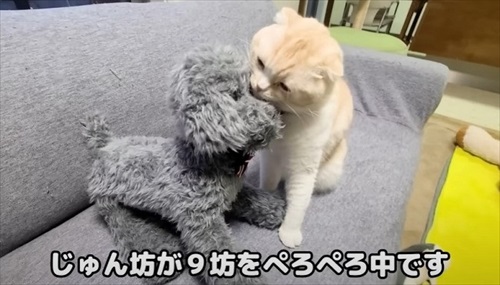 猫が助けを呼びに来た