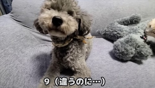 猫が助けを呼びに来た