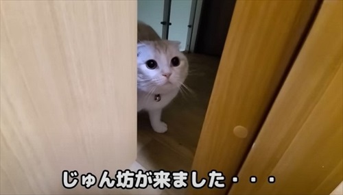 猫が助けを呼びに来た
