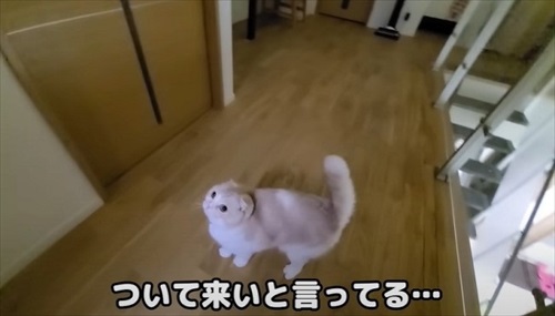 猫が助けを呼びに来た