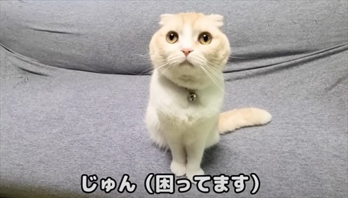 猫が助けを呼びに来た