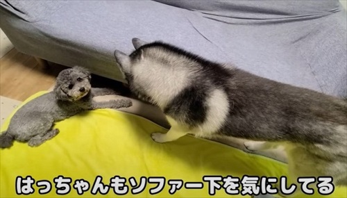 猫が助けを呼びに来た