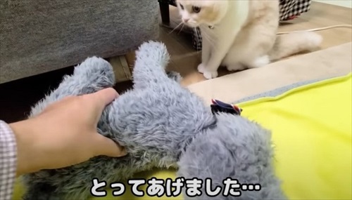 猫が助けを呼びに来た