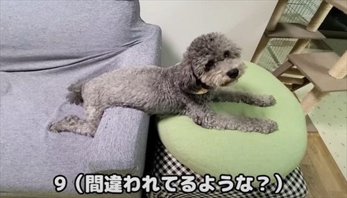 猫が助けを呼びに来た