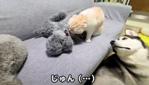 猫が助けを呼びに来た