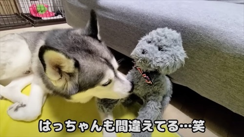 猫が助けを呼びに来た