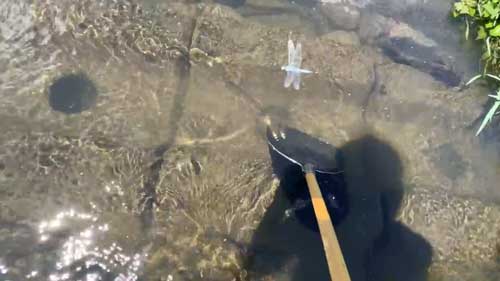 ガサガサの様子