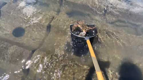 大きなカニゲット