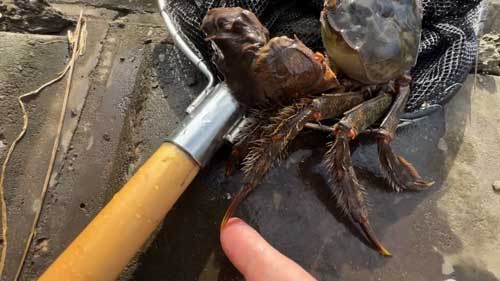 カニの立派なハサミ