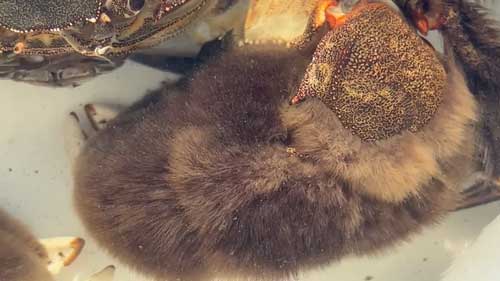 フサフサのカニ