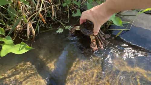 モズクガニ帰す