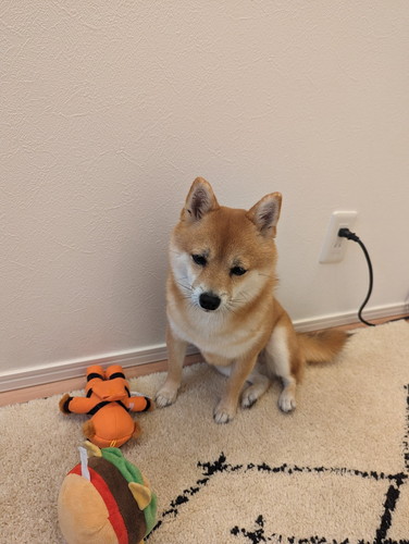 にぃにがいなくてさみしい福ちゃん