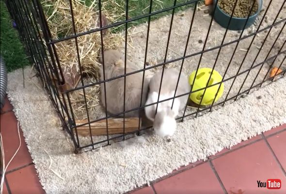 フェンスから顔を出す子うさぎちゃん