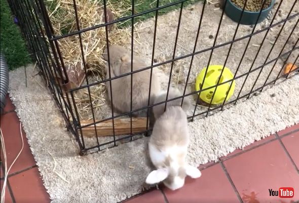 フェンスからぬるっと脱出しちゃう子うさぎちゃん