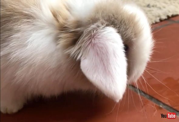 子うさぎちゃんのきょとん顔がかわいい