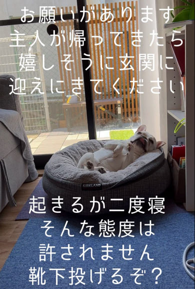 目を覚ましたフレンチブルドッグ