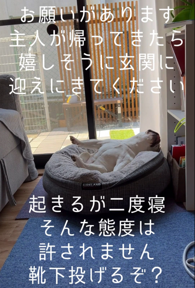 気持ちよさそうに寝起きの伸びをするフレンチブルドッグ