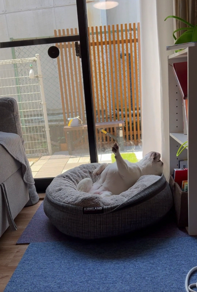 前足をピンと伸ばすフレンチブルドッグ