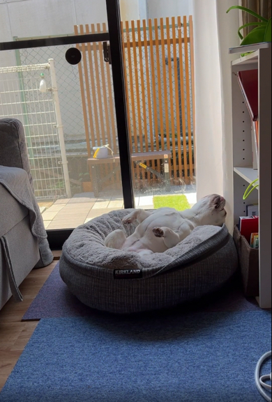 二度寝を決め込んだフレンチブルドッグ