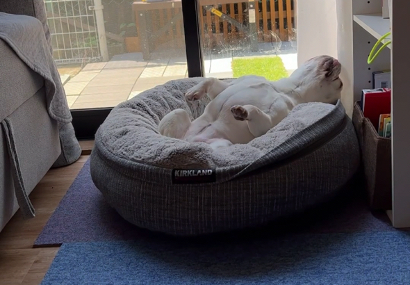 爆睡をするフレンチブルドッグ