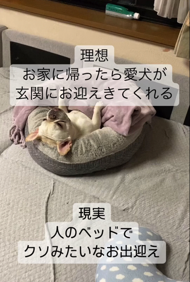 別日もお出迎えしてくれないフレンチブルドッグ