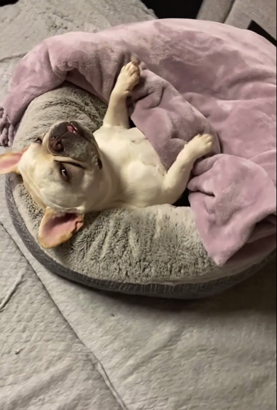 寝ているフレンチブルドッグに近づいてみると