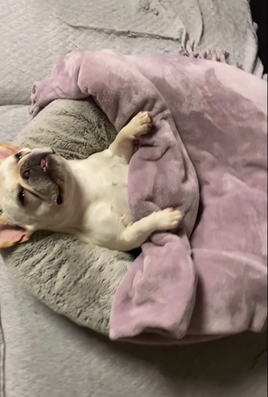 睡魔と戦うフレンチブルドッグ