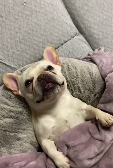 フレンチブルドッグの出迎えスタイル