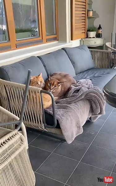 猫と仲良しすぎるカラカル