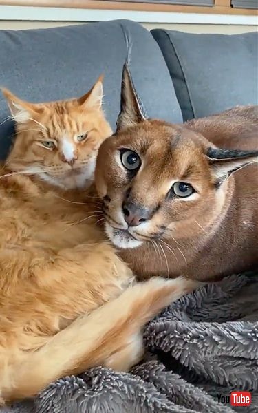 猫と仲良しすぎるカラカル