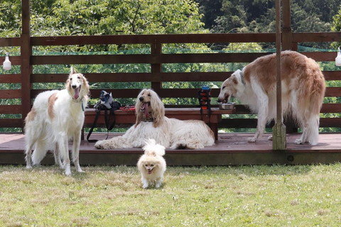 ボルゾイと小型犬