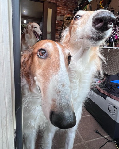 アップの2匹と後ろに1匹