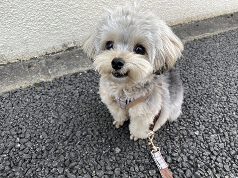 散歩中に座っている犬