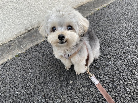 カメラ目線ワンコ散歩中に座っている