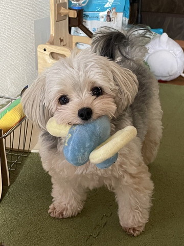 おもちゃくわえてるワンコ