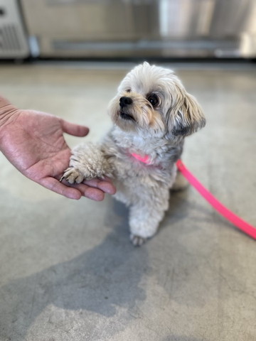 飼い主見てお手するワンコ