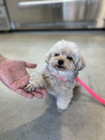 めんどくさそうにお手するワンコ